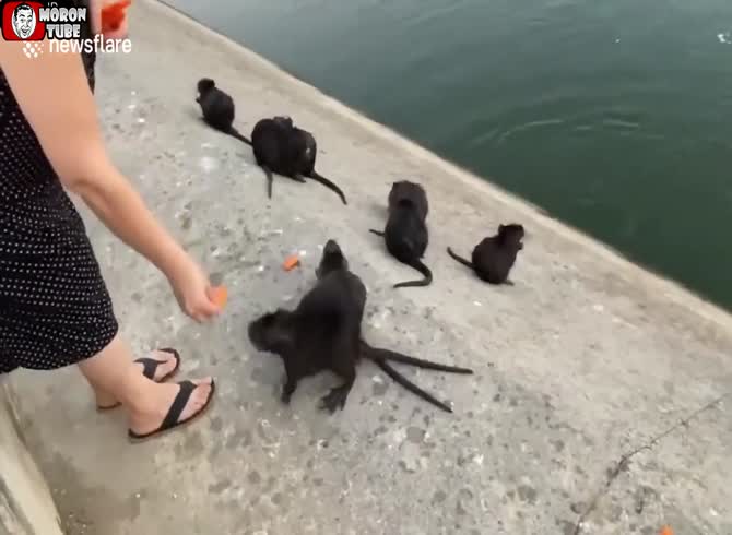 Video :Coypu are fed by a woman in Italy